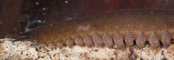 Media type: image; Invertebrate Zoology 131441